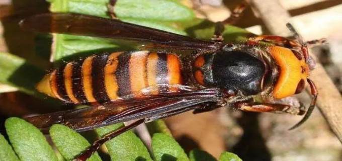 巨型虎头蜂介绍 - 好技巧